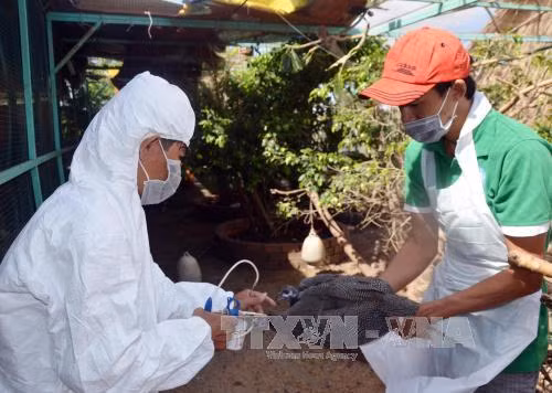 Le Vietnam renforce le contrôle des épidémies en 2017 ảnh 1