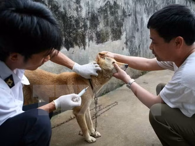 Le Vietnam déterminé à éradiquer la rage ảnh 1
