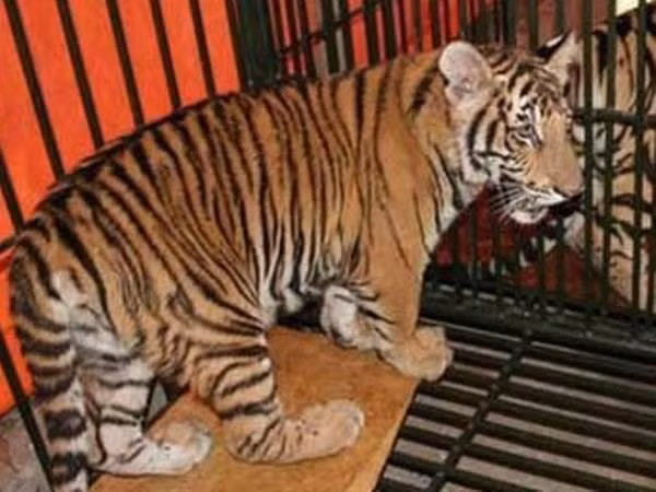Pour protéger les tigres sauvages au Vietnam ảnh 1