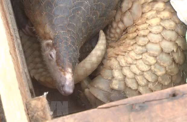 Hung Yen : découverte d’un trafic de pangolins ảnh 1