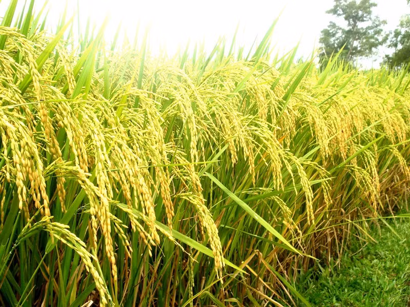 Regard rétrospectif sur 30 ans d’exportation vietnamienne de riz ảnh 1