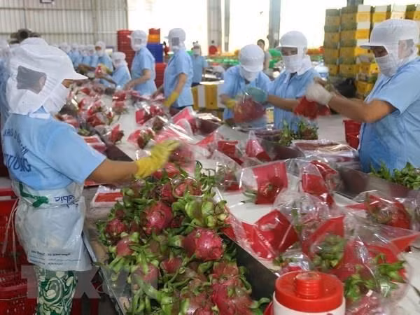 Pour promouvoir les exportations de fruits et légumes en Chine ảnh 1