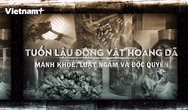 Le Vietnam doit prendre des mesures drastiques pour empêcher le trafic d'espèces sauvages ảnh 2 Le Vietnam doit prendre des mesures drastiques pour empêcher le trafic d'espèces sauvages ảnh 2