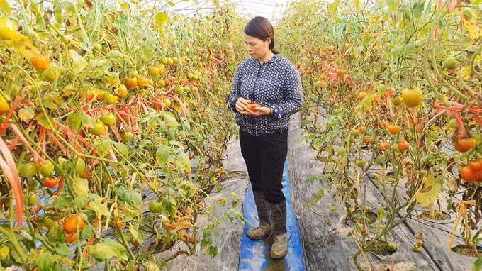 Hai Phong portera à près de 1.000 ha sa superficie de production agricole bio ảnh 1