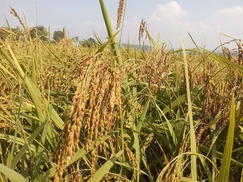 L’agriculture, élément vital pour une croissance durable ảnh 1
