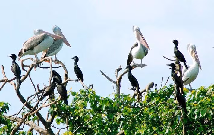  Le « jardin d'oiseaux » de Bac Lieu parmi les 10 réserves ornithologiques les plus célèbres au monde ảnh 1
