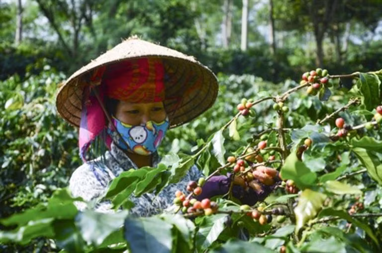 Exportations nationales de café en baisse en 11 mois ảnh 1