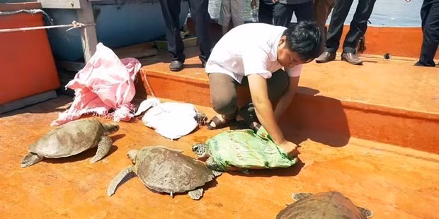 Relâcher des tortues rares dans la nature ảnh 1