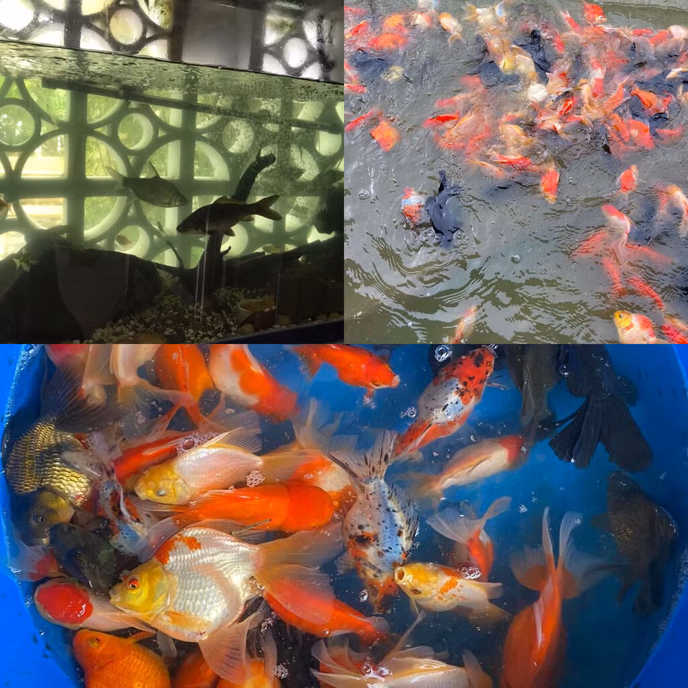 Les poissons d'ornement vietnamiens exportés vers des dizaines de pays ảnh 1