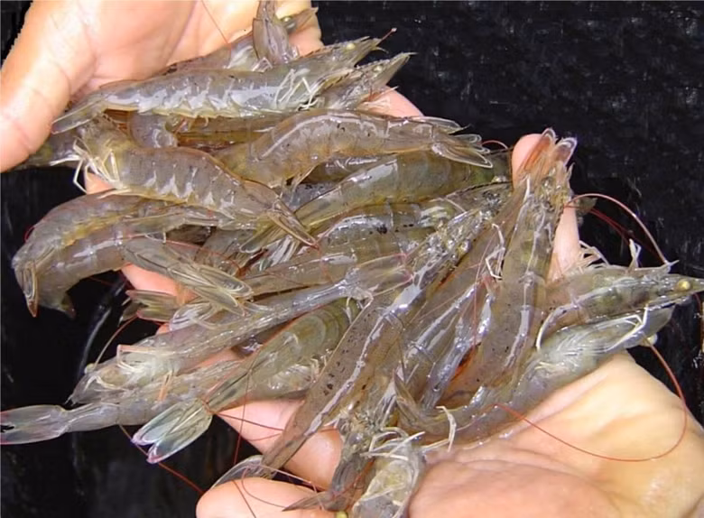 Plus de 3 milliards d’USD d’exportation de crevettes en 8 mois ảnh 1