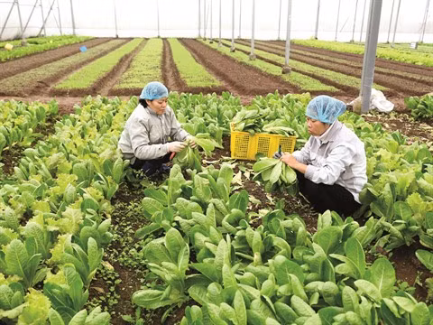 L’agriculture vietnamienne relève le défi du développement durable ảnh 1