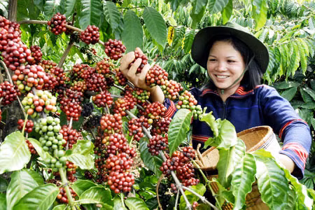 Le Vietnam parmi les trois premiers fournisseurs de café aux Etats-Unis ảnh 1