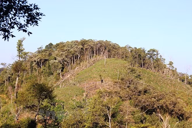 100.000 ha de forêt à gérer de manière durable chaque année ảnh 1 100.000 ha de forêt à gérer de manière durable chaque année ảnh 1