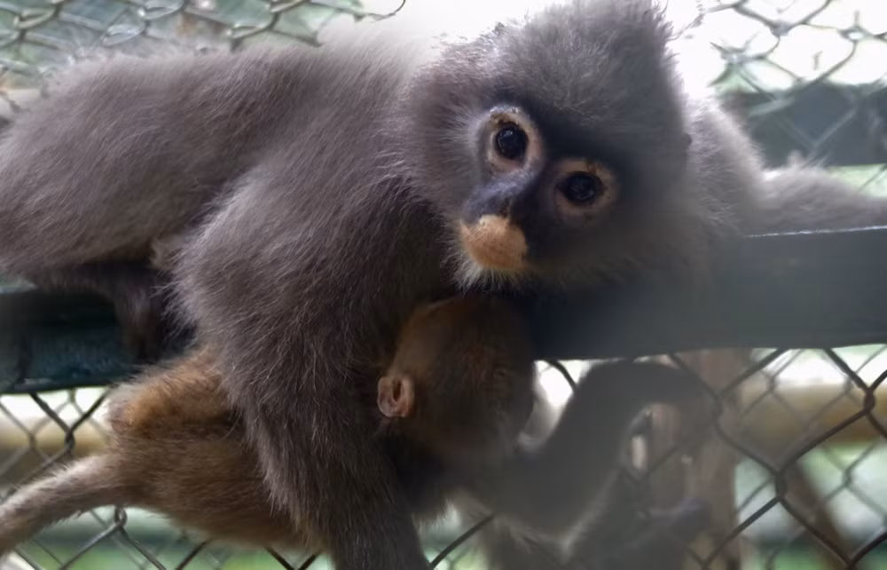 Ninh Binh : le Parc national de Cuc Phuong reçoit deux langurs gris ảnh 2
