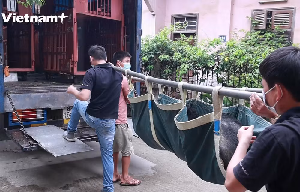 Sauvetage des trois derniers ours captifs à Lang Son ảnh 1