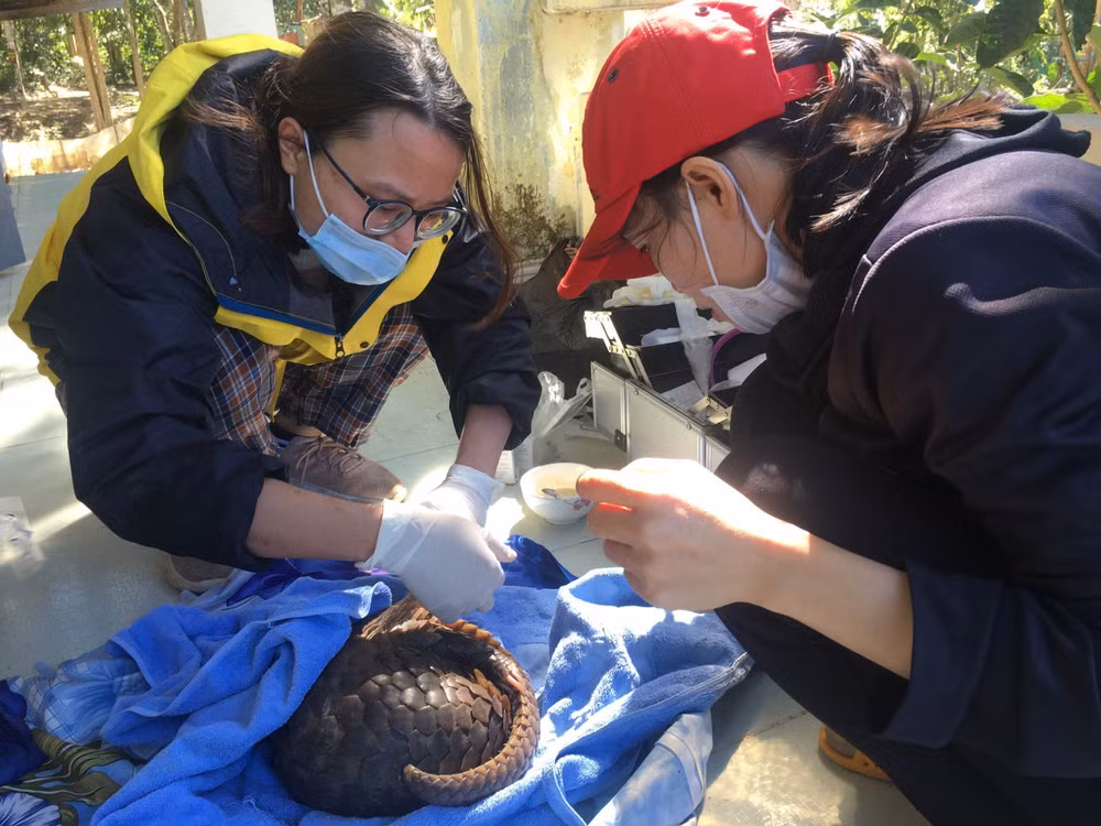 Le parc national de Cuc Phuong reçoit sept animaux sauvages ảnh 1