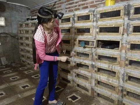 Vinh Phuc : à la découverte du village des serpents de Vinh Son ảnh 1