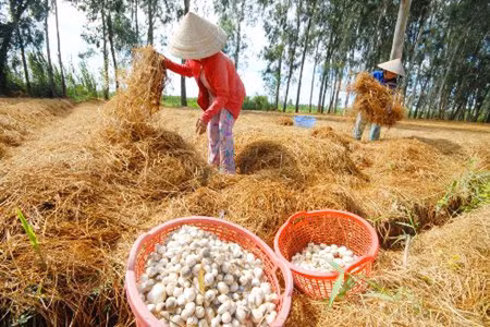 Dans la province de Dông Thap, où champignon rime avec million ảnh 2 Dans la province de Dông Thap, où champignon rime avec million ảnh 2
