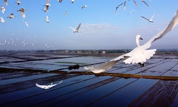 Thua Thien-Hue prend des mesures pour protéger les oiseaux sauvages ảnh 1 Thua Thien-Hue prend des mesures pour protéger les oiseaux sauvages ảnh 1