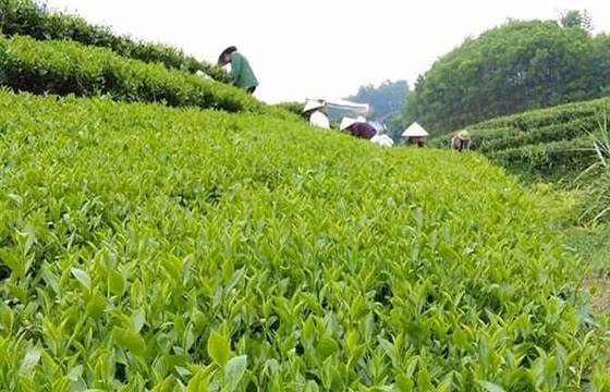 Bac Giang : le thé du village de Ven est de plus en plus connu ảnh 1