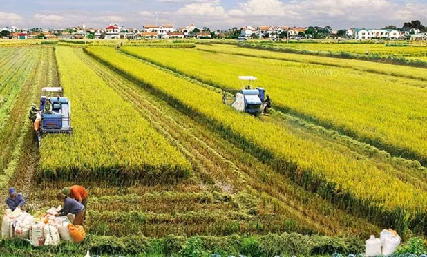 Le secteur agricole cible l’objectif de sécurité alimentaire et d'exportation ảnh 1