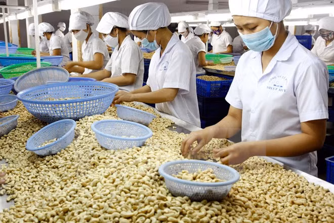 Noix de cajou: excellentes perspectives d'exportation vers le marché américain ảnh 1