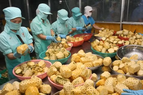 12 milliards de dollars d’exportations de produits agricoles, sylvicoles et aquatiques ảnh 1