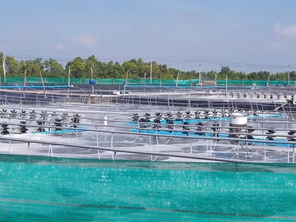 Bac Lieu deviendra un centre de production de crevettes du pays ảnh 1 Bac Lieu deviendra un centre de production de crevettes du pays ảnh 1