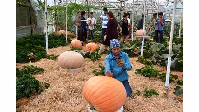 Jardin de citrouilles géantes à Dà Lat ảnh 1
