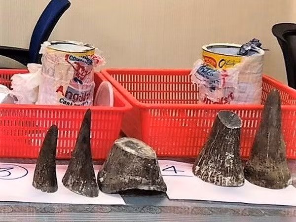 Saisie de cornes de rhinocéros à l’aéroport de Tan Son Nhat ảnh 1