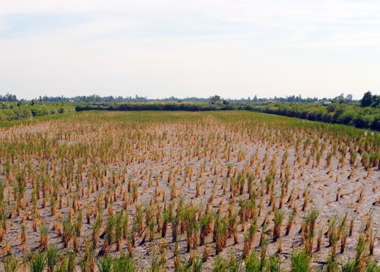 Réunion sur l'adaptation au changement climatique à Soc Trang ảnh 1