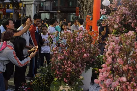 Ouverture de la Fête des cerisiers à Hô Chi Minh-Ville 2016 ảnh 1 Ouverture de la Fête des cerisiers à Hô Chi Minh-Ville 2016 ảnh 1