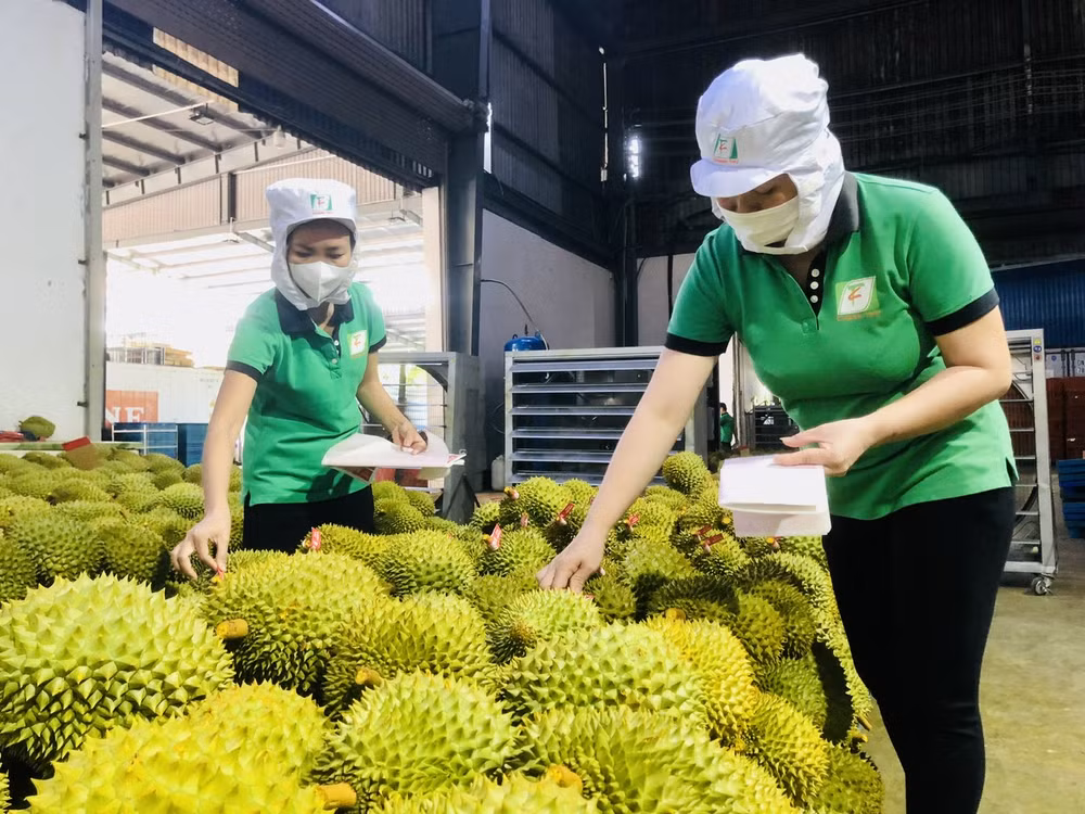 Les exportations de fruits et légumes en perspective en 2024 ảnh 2