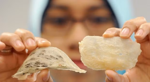 La Malaisie élargit l’envergure de l'industrie des nids de salanganes ảnh 1