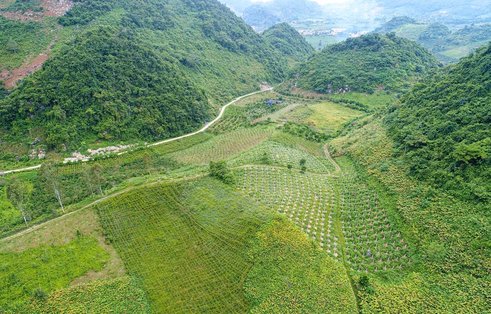 Plantation des arbres fruitiers du dragon - Direction prospective des minorités de Son La ảnh 1