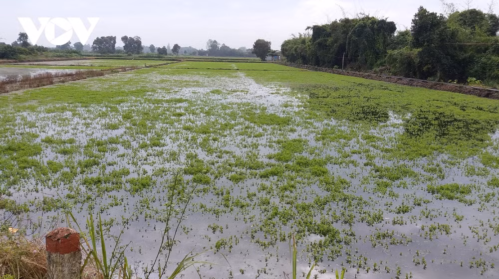 Ca Mau: de nombreux hectares de riz et de légumes endommagés par de fortes pluies prolongées ảnh 1