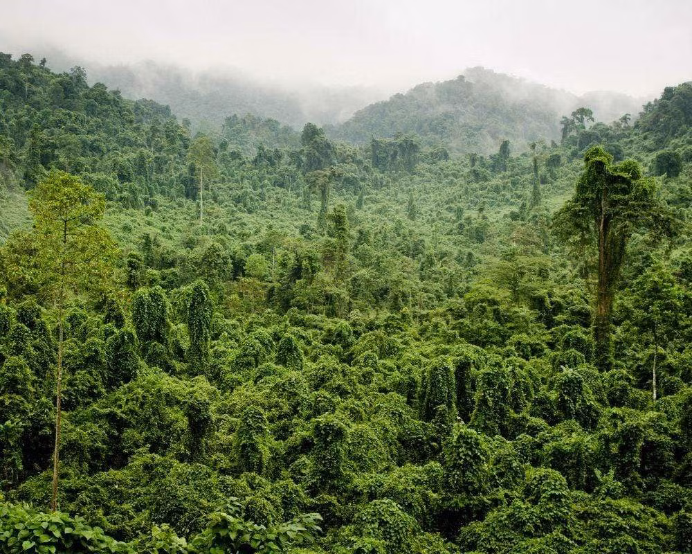 Près de 270.000 hectares de forêts au Vietnam ont obtenu des certificats internationaux ảnh 1