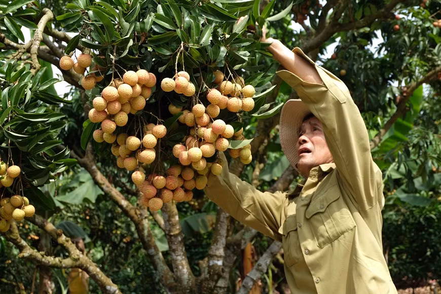 Le litchi « thieu » de Luc Ngan (Bac Giang) à la conquête de marchés exigeants ảnh 1