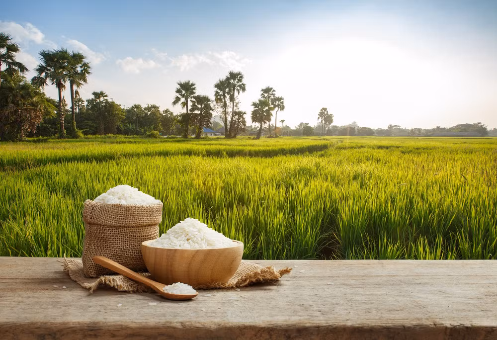 Les exportations de riz du Cambodge devraient atteindre 800.000 tonnes en 2020 ảnh 1