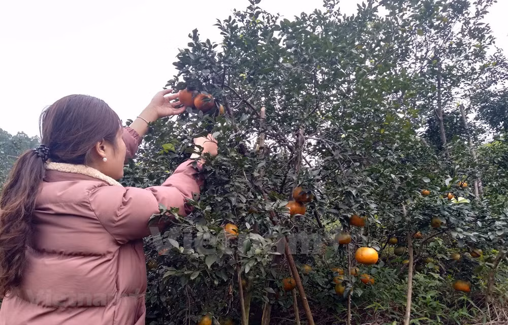 L'orange «Bu», un produit agricole clé du district de Huong Son (Ha Tinh) ảnh 1