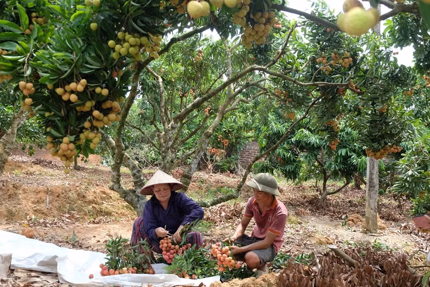 Le litchi « thieu » de Luc Ngan (Bac Giang) à la conquête de marchés exigeants ảnh 2 Le litchi « thieu » de Luc Ngan (Bac Giang) à la conquête de marchés exigeants ảnh 2