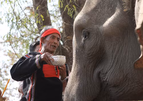 Les éléphants chez les M’Nong ảnh 1 Les éléphants chez les M’Nong ảnh 1