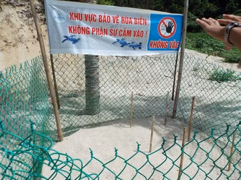 Les tortues marines bénéficient d’un coup de pouce salvateu ảnh 1