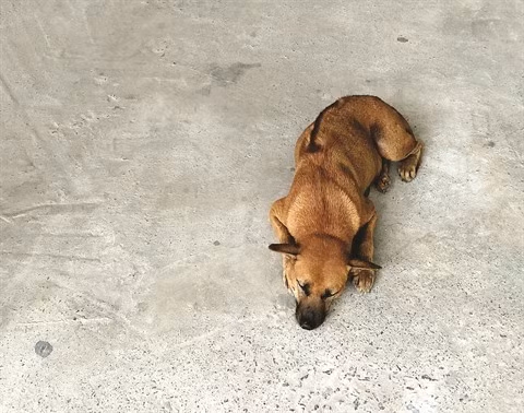 Le chien de Phu Quôc, une pure race qui nous fait craquer ảnh 1