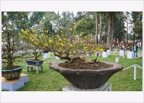 Festival des fleurs de Tao Dàn, retour au printemps au Sud ảnh 3