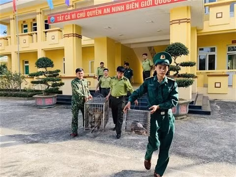 Pour protéger les animaux sauvages au nord de la cordillère Truong Son ảnh 1