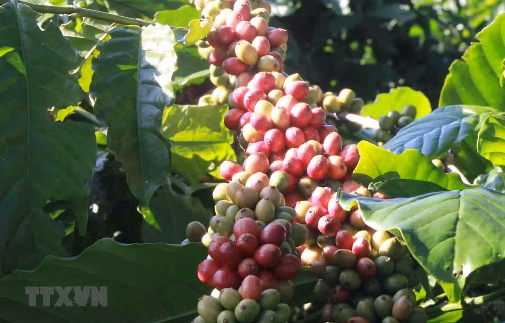 EVFTA, catalyseur pour les exportations vietnamiennes ảnh 1 EVFTA, catalyseur pour les exportations vietnamiennes ảnh 1