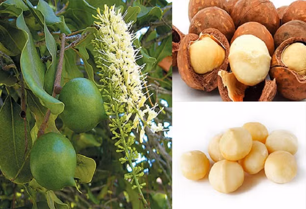 Approbation d'un projet de développement durable de la filière macadamia ảnh 1 Approbation d'un projet de développement durable de la filière macadamia ảnh 1