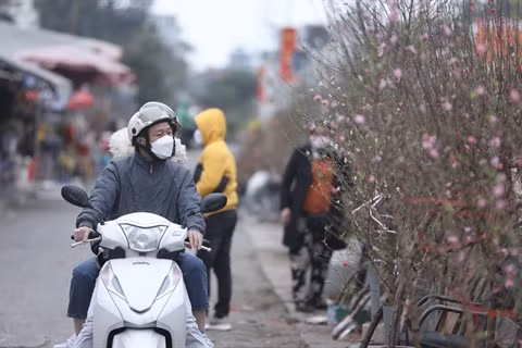 À Hanoï, la culture des kumquats et pêchers est en pleine effervescence ảnh 2
