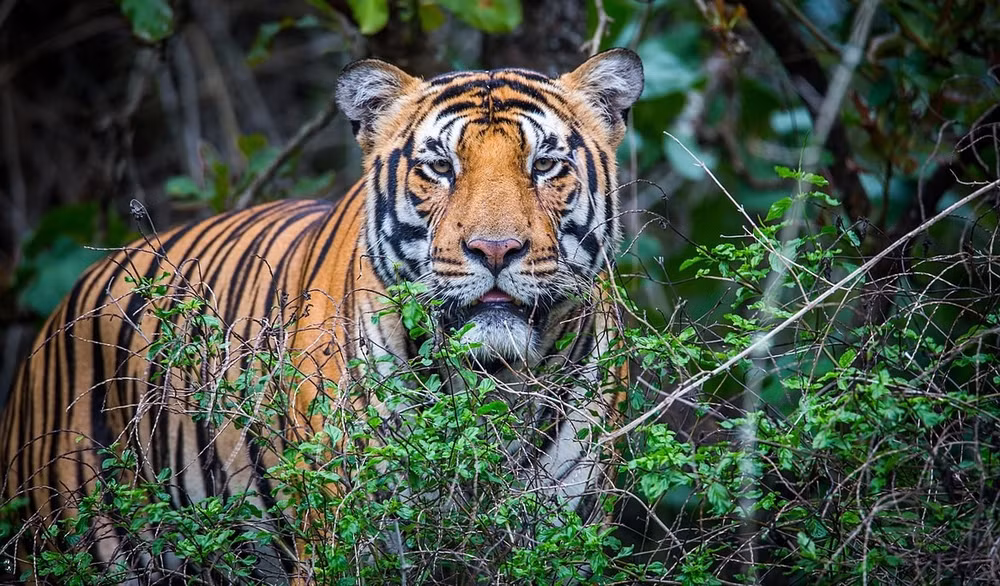Le Vietnam s’efforce de promouvoir la conservation du tigre ảnh 1